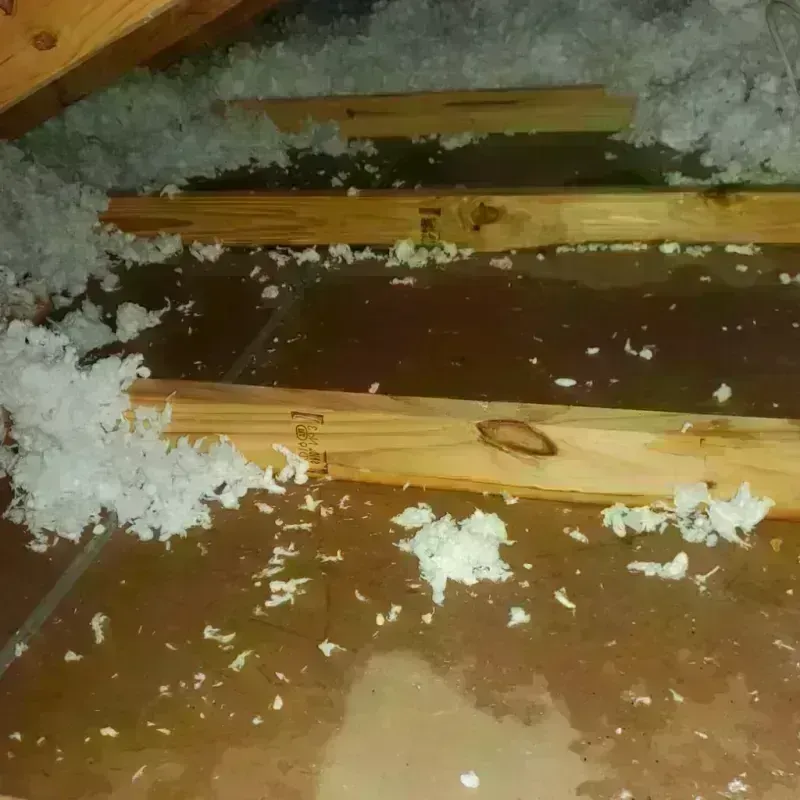 Attic Water Damage in Siesta Acres, TX